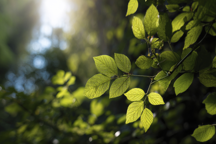 Decoration Clipart Image 3