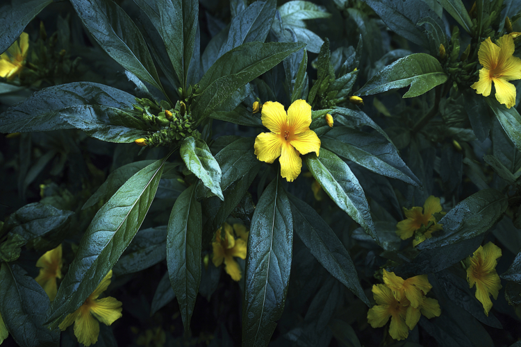 Craft Clipart Image 10