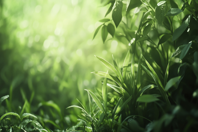 Bamboo Backgrounds Image 3