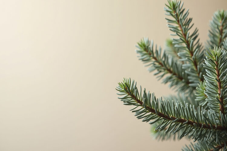 Evergreen Conifer Branch Background Wallpaper example image 1