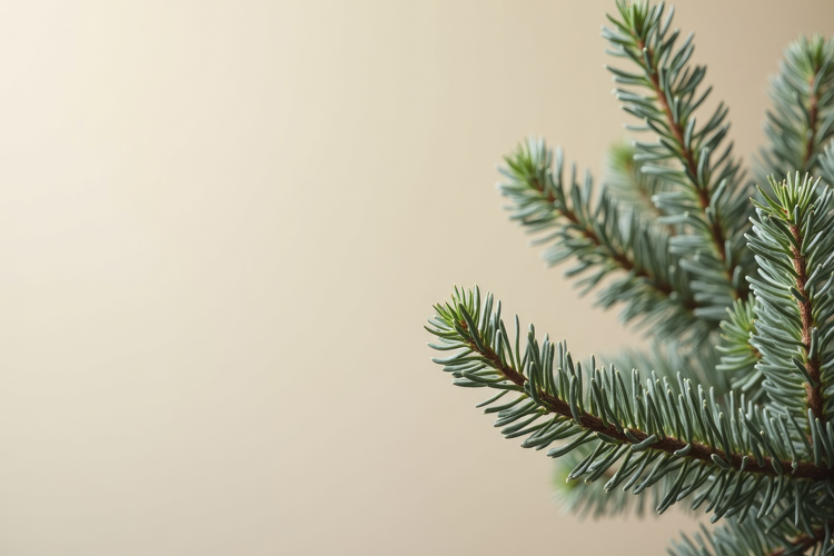 Evergreen Conifer Branch Background Wallpaper