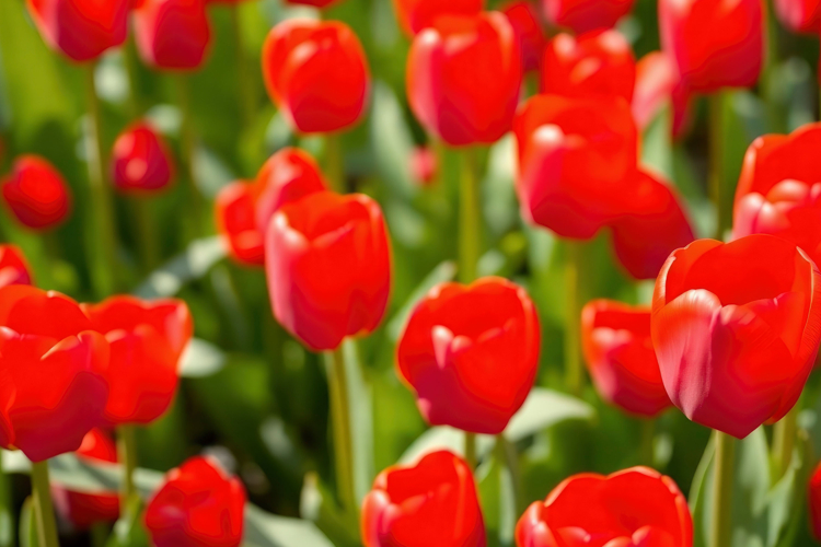 Red Texture Background Image 15