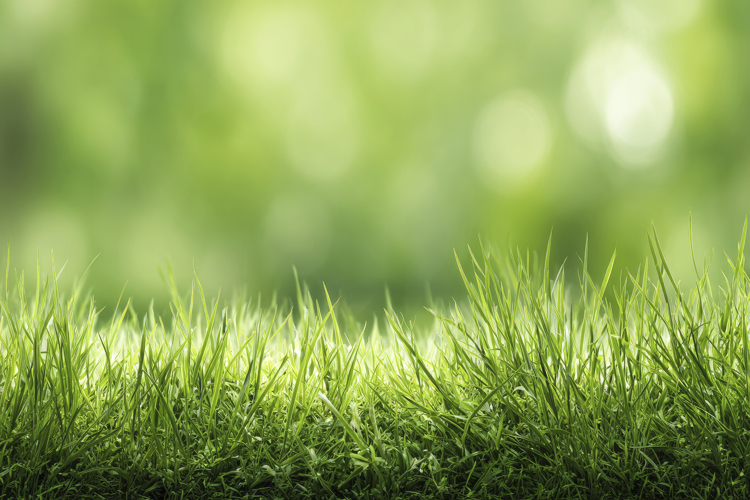 Green Texture Background Image 2