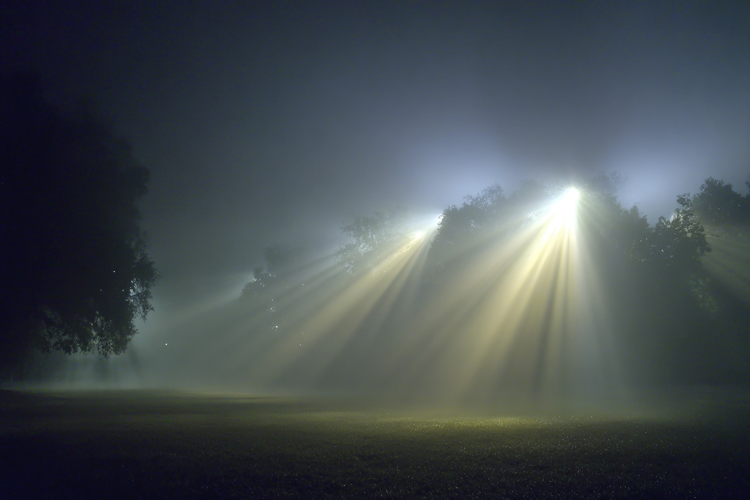 Forest Sunrays Background