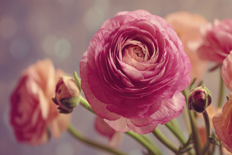 Pink flower clipart