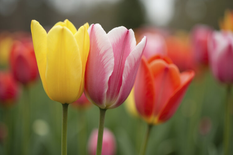 Vibrant Tulips Background Wallpaper example image 1