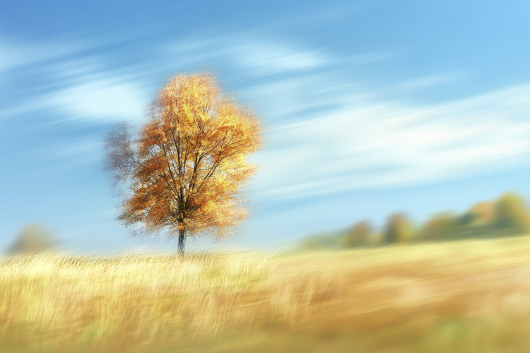 Decoration Clipart Image 5