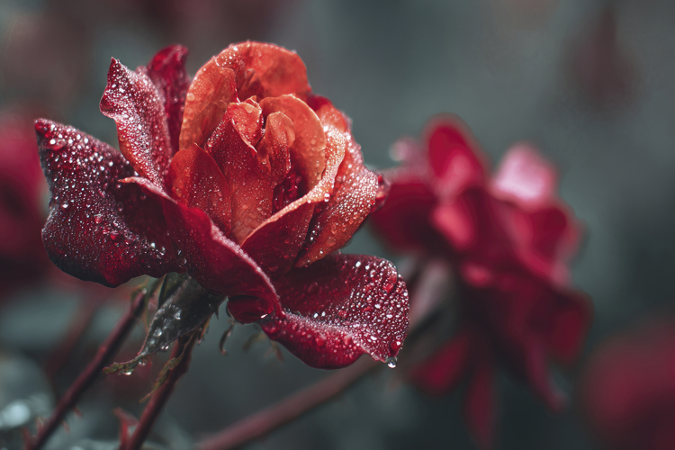 Red Rose Clipart