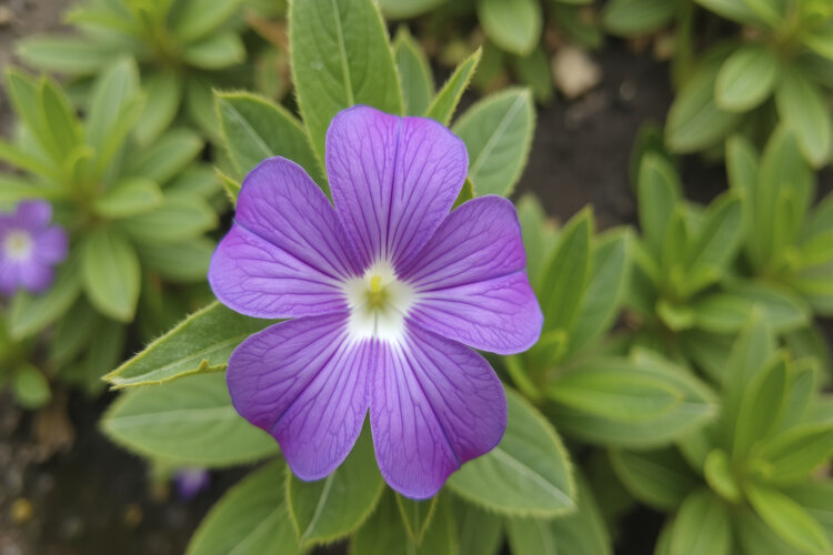 Browallia Speciosa Background example image 1