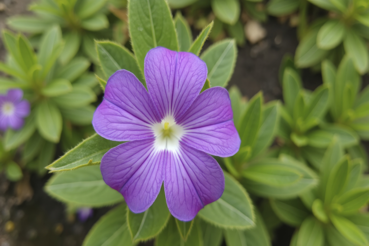 Browallia Speciosa Background