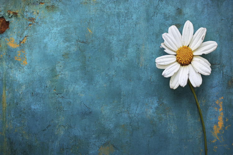 Daisy Flower Texture Background Wallpaper