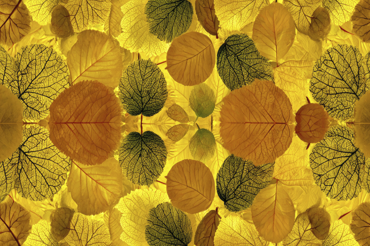 Leaf Texture Image 14
