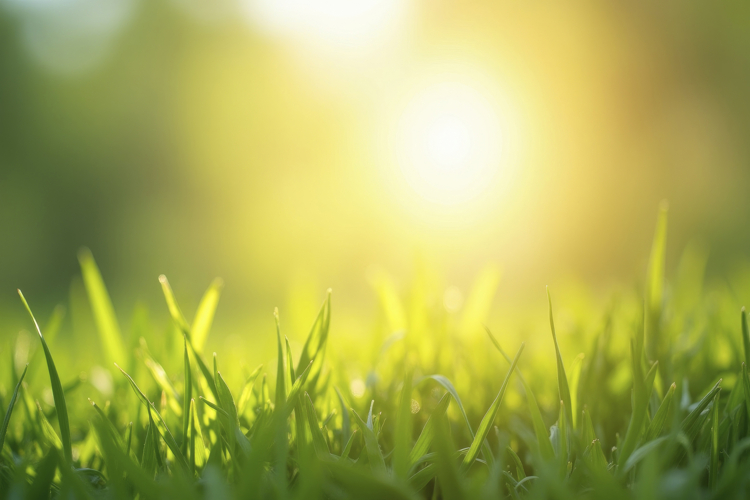 Grass Background Image 17