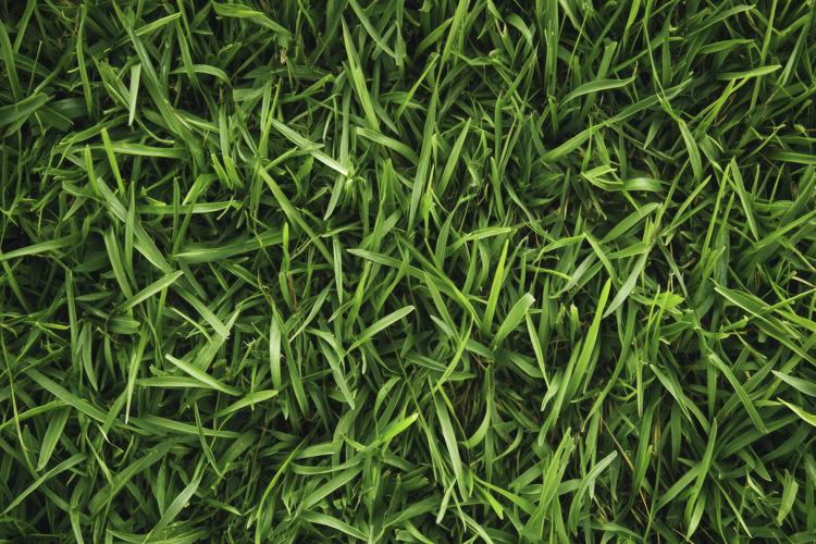 Green Grass Background Wallpaper
