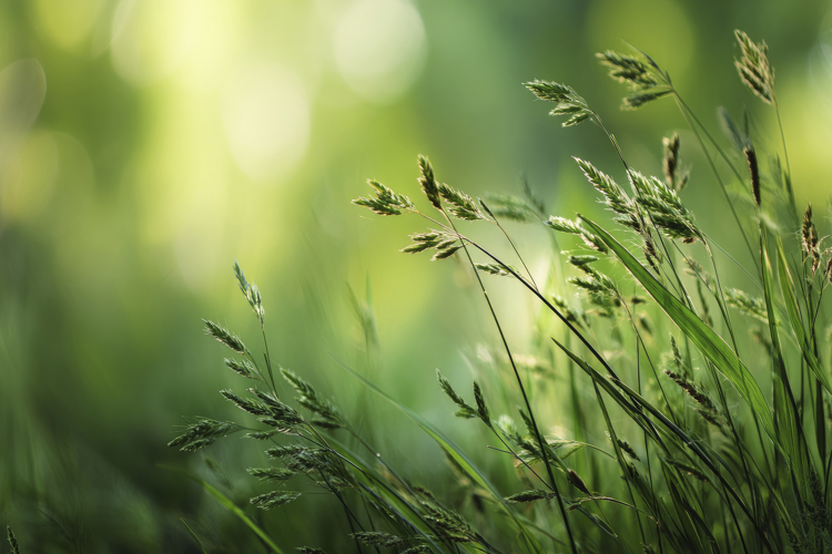 Green Wallpaper Image 13