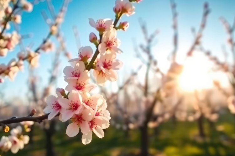 Almond Blossom Background