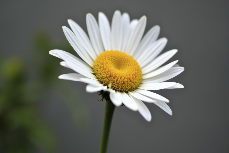 Daisy Background Image 22
