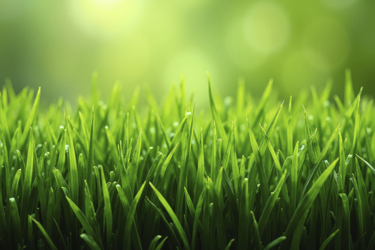 Green Texture Image 23