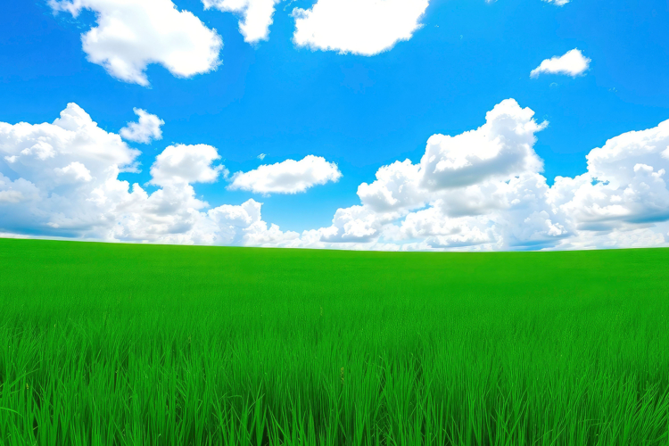 Grass Texture Image 15