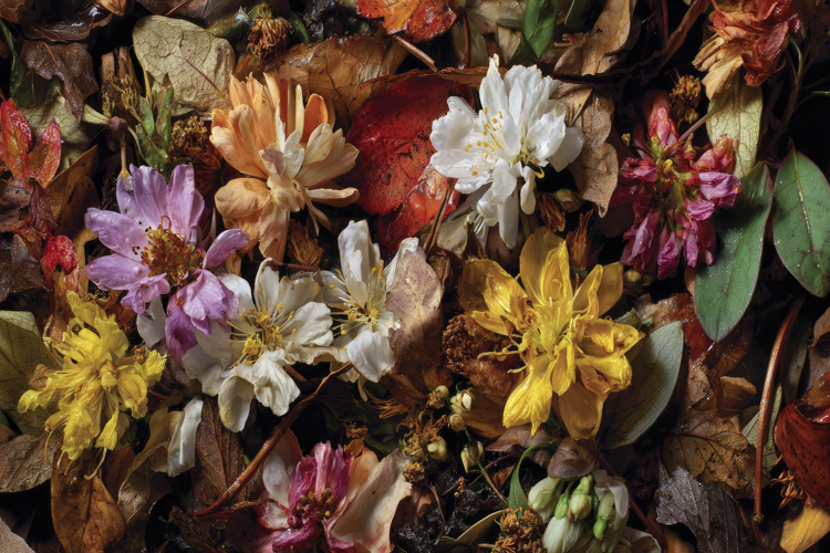 Flowers Texture Image 9