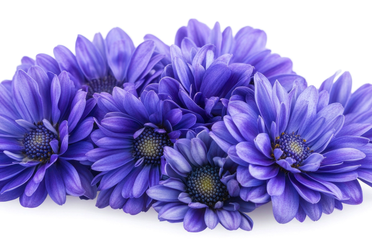 Purple Flower Background