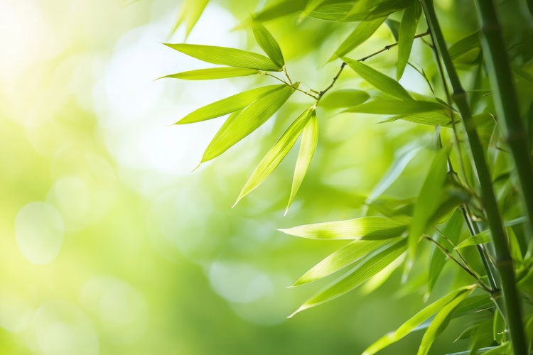 Bamboo Backgrounds Image 3