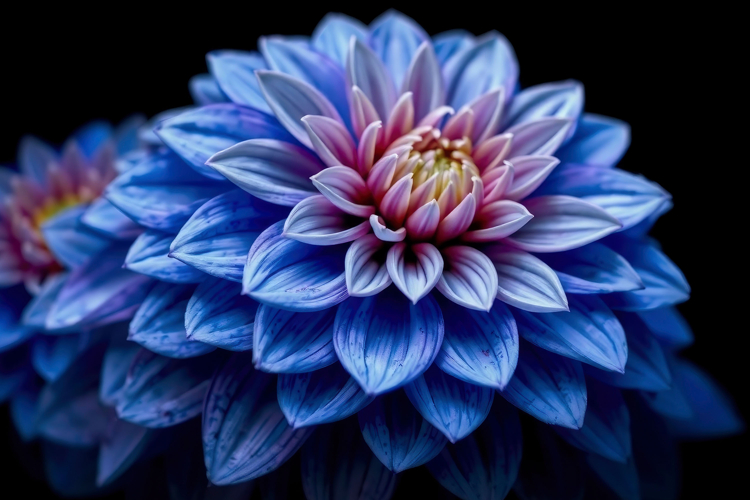 Flower Texture Image 14