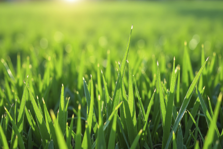 Grass Texture Image 24