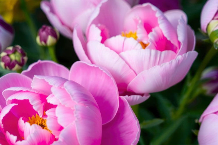 Pink Background Image 23