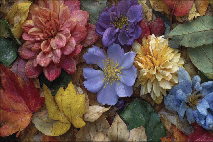 Flowers Texture Image 2