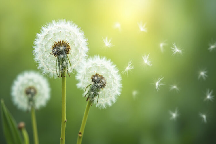Dandelion Clocks Background Wallpaper example image 1