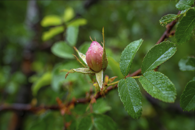 Craft Clipart Image 2