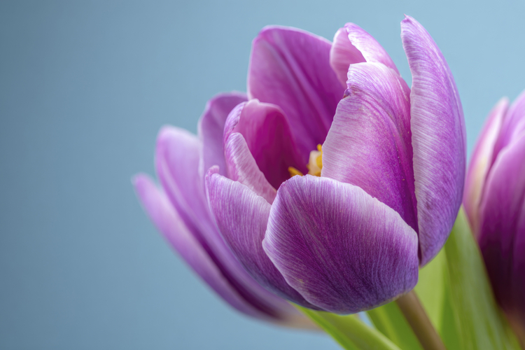 Purple Texture Background Image 2