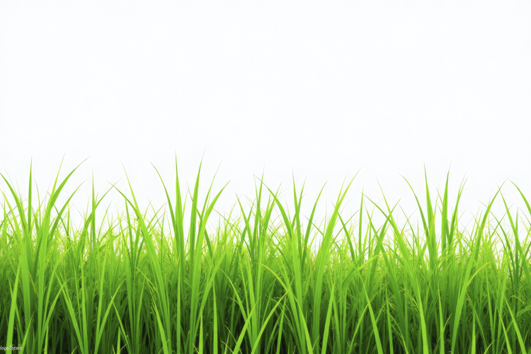 Wallpaper White Background Image 17