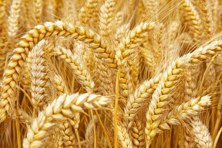 Wheat Clipart Image 23
