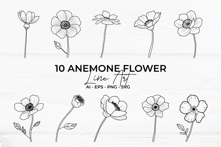 Anemone Flower Line Art