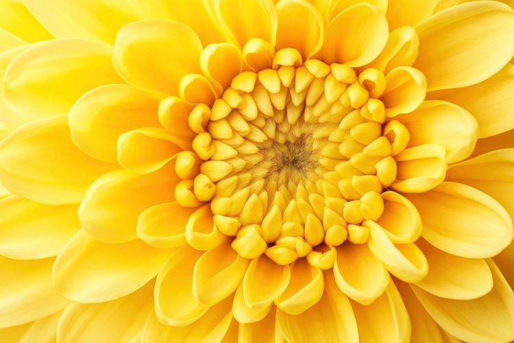 Yellow flower clipart Image 2