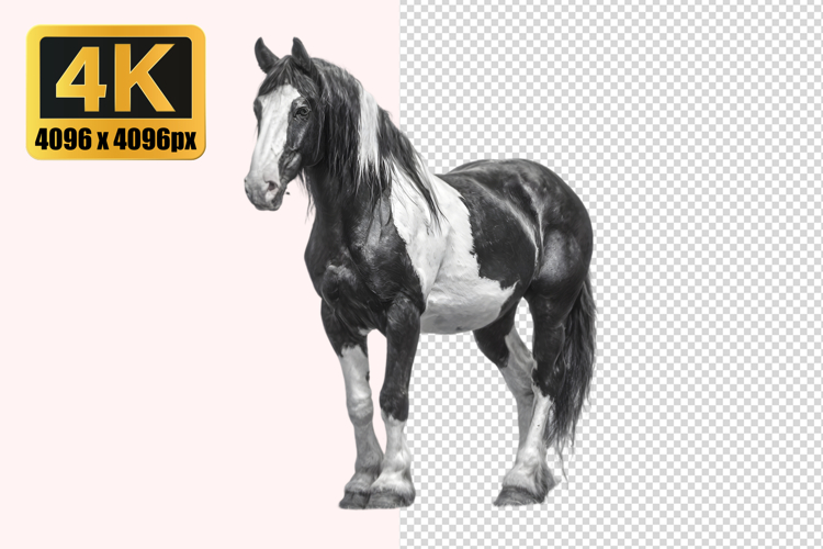Horse Transparent PNG
