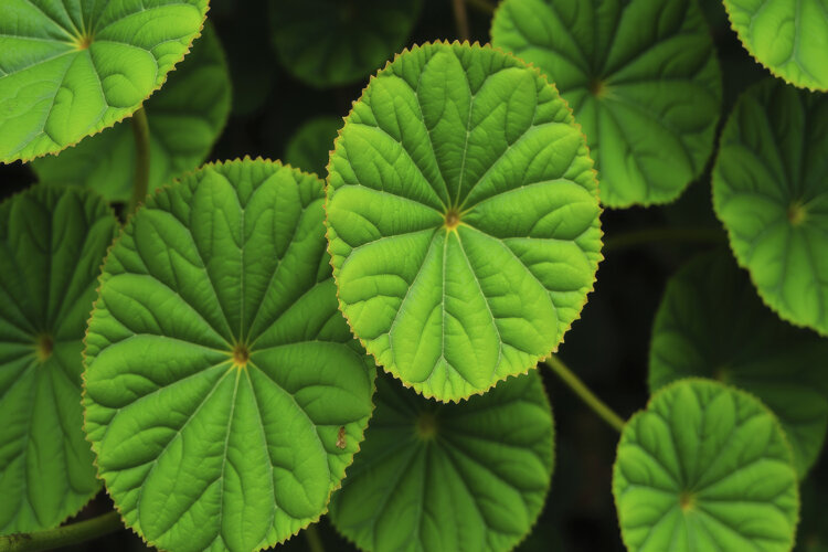 Lilly Pad Background Wallpaper example image 1