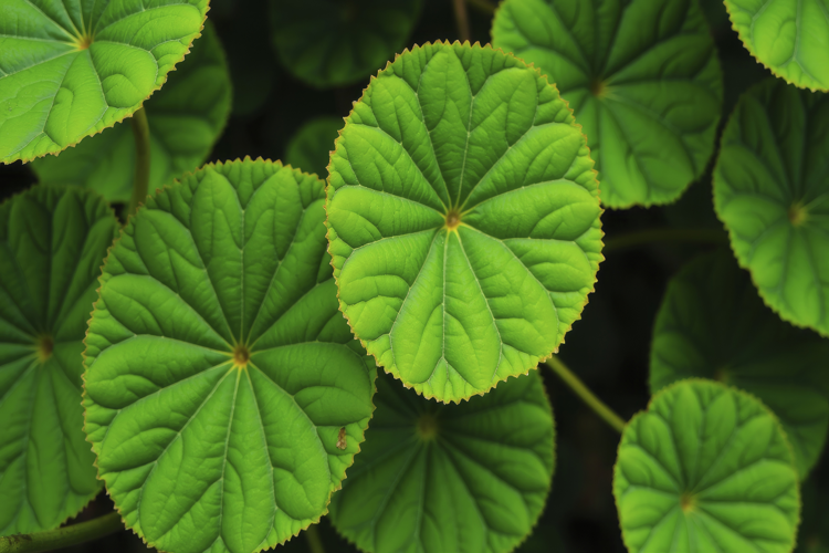 Lilly Pad Background Wallpaper