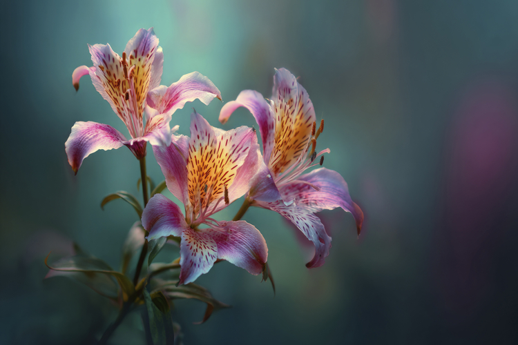 Lily Flowers Background