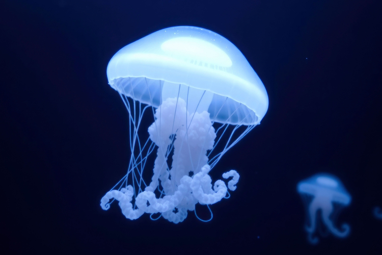 Jellyfish Clipart Image 11