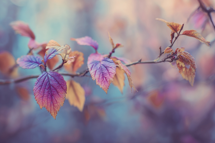 Autumn Leaves Clipart Image 10