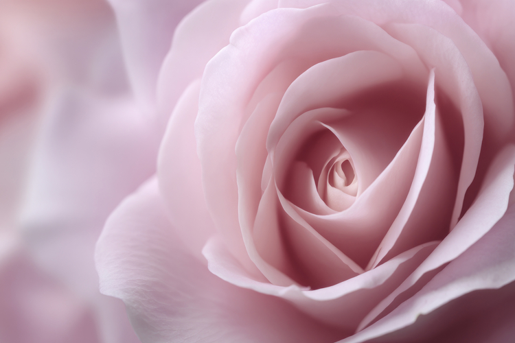 Pink Flower Background