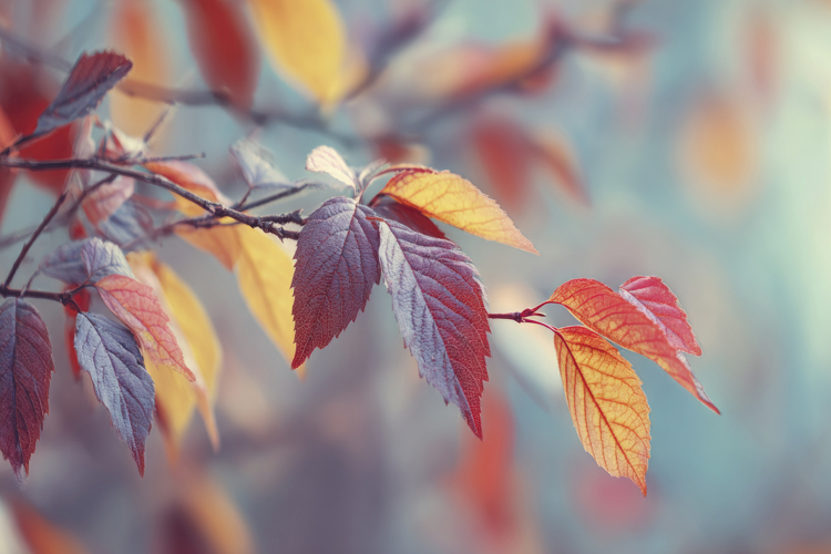 Autumn Leaves Clipart Image 9