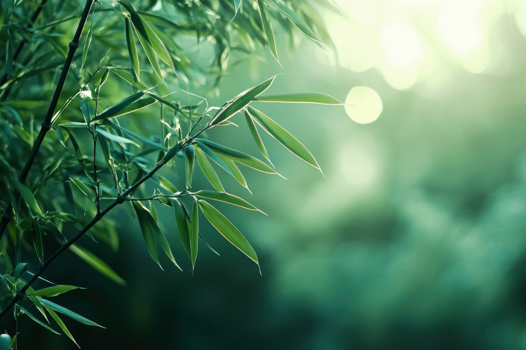 Bamboo Backgrounds Image 6