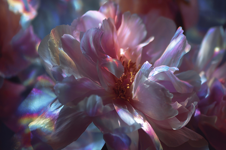 Flower Texture Image 3