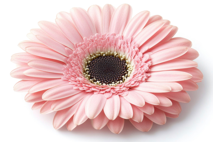 Pink Common Daisy Background