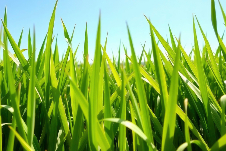Grass Texture Image 16