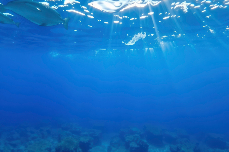 Underwater Background Image 5